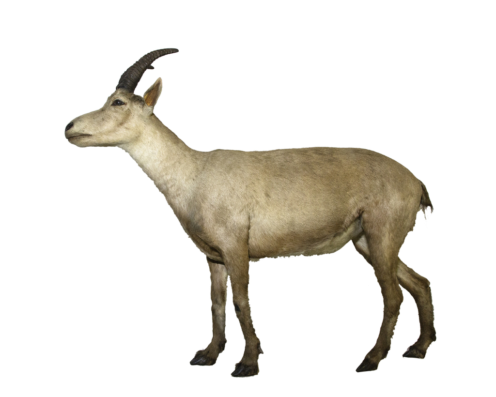 Pyrenean Ibex (Capra pyrenaica pyrenaica) - Know Your Mammals