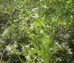 Rhododendron serrulatum