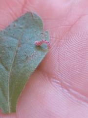 Eupithecia centaureata