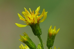 Solidago virgaurea