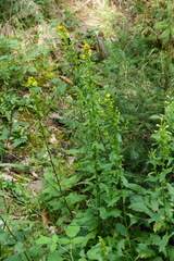 Solidago virgaurea