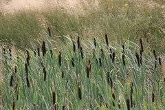 Typha latifolia