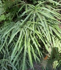 Pteris cretica