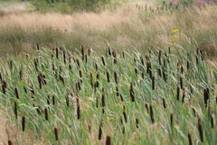 Typha latifolia