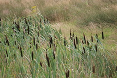 Typha latifolia