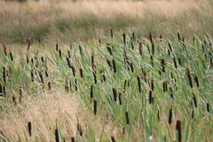 Typha latifolia