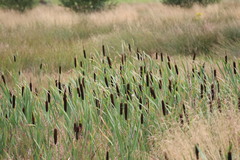 Typha latifolia