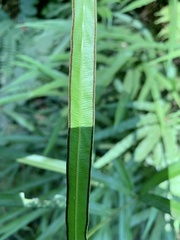 Pteris cretica
