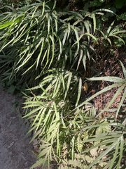 Pteris cretica