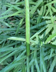 Pteris cretica