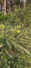 Chamaecytisus ruthenicus