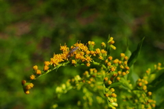 Solidago canadensis