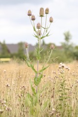 Dipsacus fullonum
