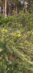 Chamaecytisus ruthenicus