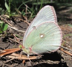 Colias philodice eriphyle