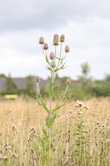 Dipsacus fullonum