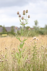 Dipsacus fullonum