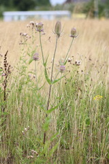 Dipsacus fullonum