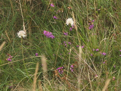 Allium ericetorum