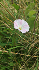 Convolvulus arvensis