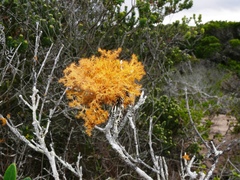 Teloschistes puber