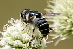 Eristalis saxorum