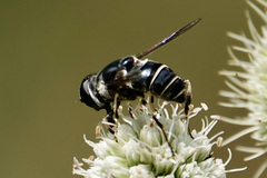 Eristalis saxorum