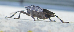 Coenomorpha nervosa