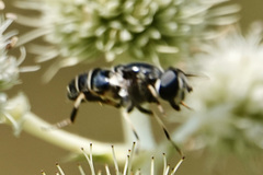 Eristalis saxorum