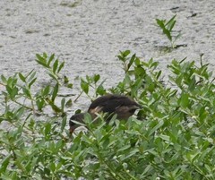 Amaurornis phoenicurus