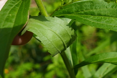 Solidago canadensis