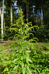 Solidago canadensis