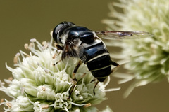 Eristalis saxorum