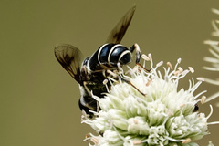 Eristalis saxorum