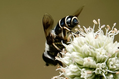 Eristalis saxorum