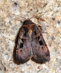 Pseudohermonassa tenuicula