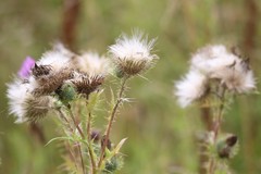 Cirsium vulgare