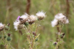 Cirsium vulgare