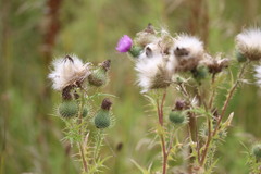 Cirsium vulgare