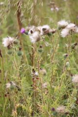 Cirsium vulgare