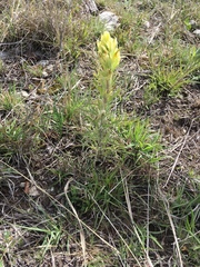 Castilleja citrina
