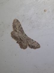 Idaea incisaria