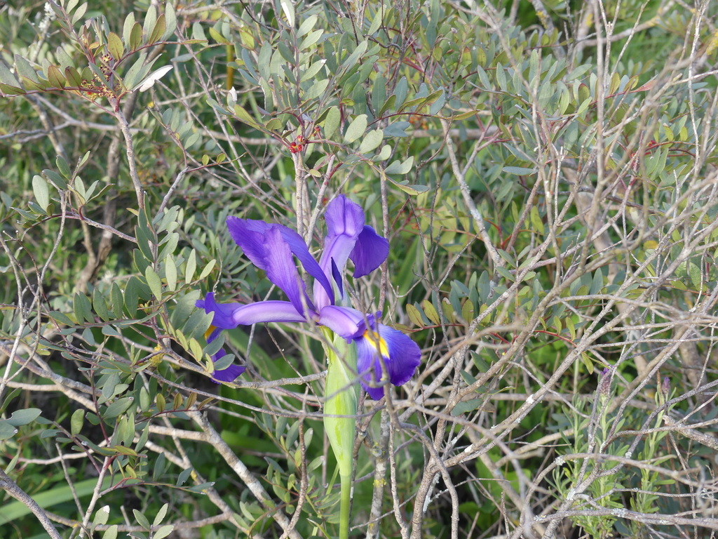 Iris tingitana; photograph (c) Valentin Moser, some rights reserved (CC BY)