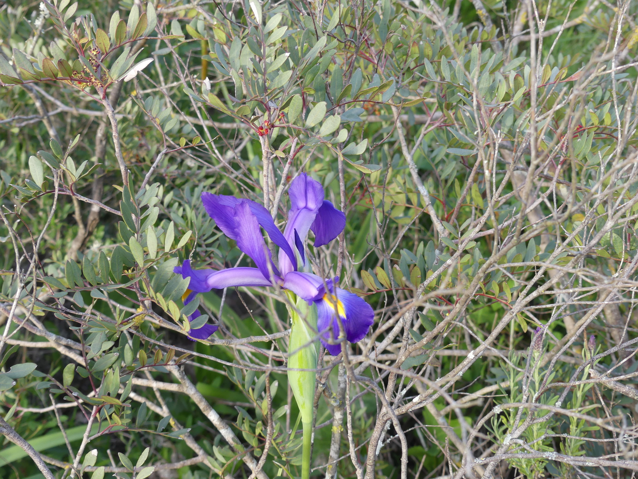 Iris tingitana