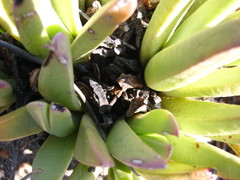 Machairophyllum albidum