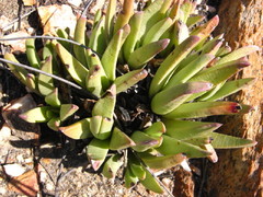 Machairophyllum albidum