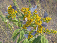 Satyrium semiluna
