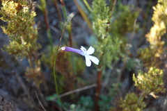 Lobelia dichroma