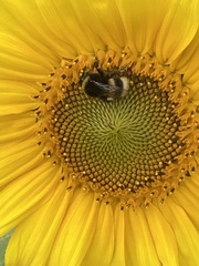 Bombus