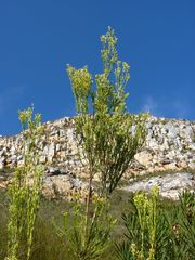 Leucadendron ericifolium